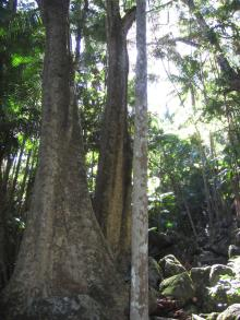 Tamborine Mountain