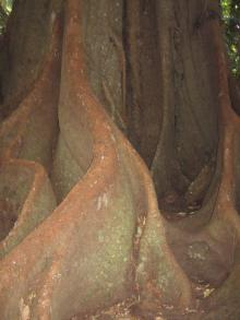 Tamborine Mountain