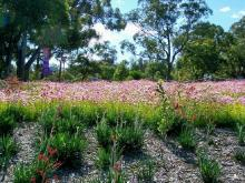 Kingspark6