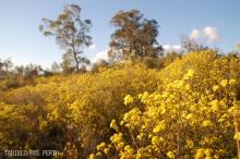 wildflower2