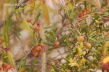 wildflower3
