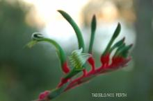wildflower4