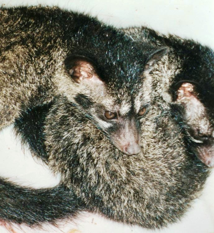 Luwak