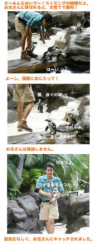 penguin_3