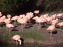 zoo3