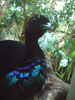 zoo7