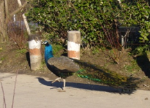 zoo8