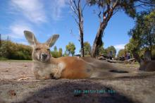 roo1