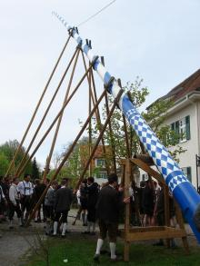 maibaum 4