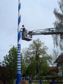 maibaum 5