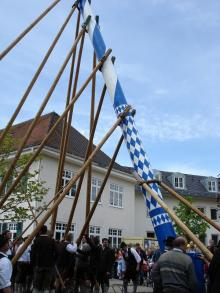 maibaum 6