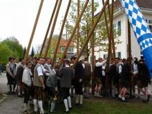 maibaum 7