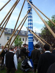 maibaum 8