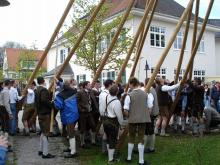 maibaum 9