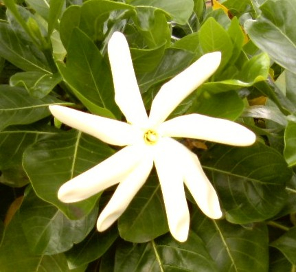 ハワイ観光ブログ ハワイに咲く花たち