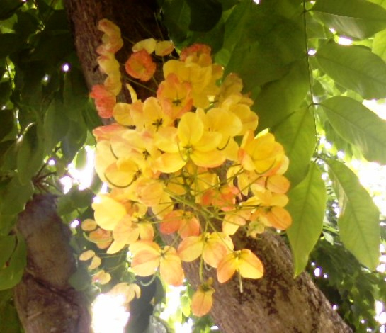 ハワイ観光ブログ ハワイに咲く花たち