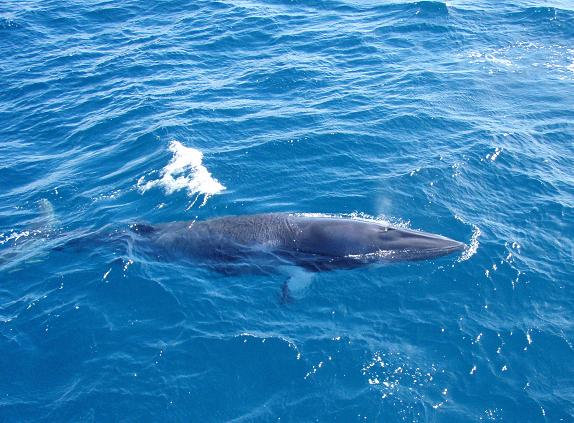 水面に現れたミンククジラ