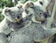koala