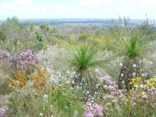 WildFlower2