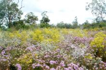 WildFlower3