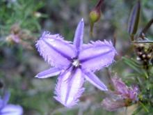 FringedLily