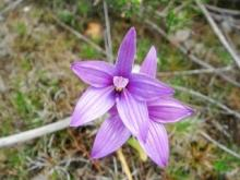 PinkEnamelOrchid