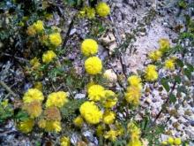 Wattle