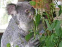 KOALA