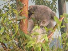 KOALA 2