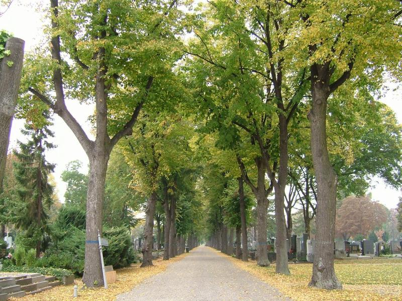 中央墓地