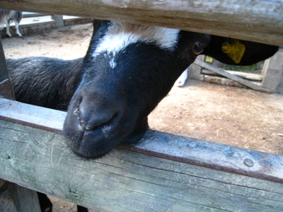 敷地内に動物と遊べるコーナーがあります。　ダチョウもいます。小鳥もいます。　子供には大人気のアルバトロスです。