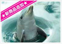 H.I.S.シドニー支店～みなと街ブログ～-DOLPHIN