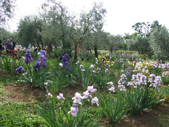 H.I.S.イタリア支店　♪カプチーノ天国♪-giardino dell'iris 03