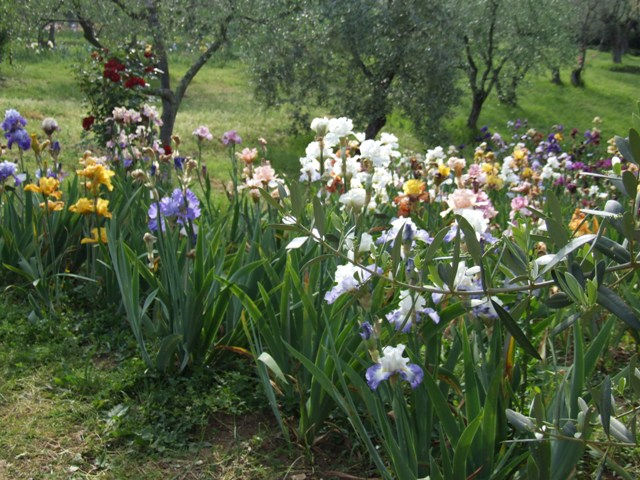 H.I.S.イタリア支店　♪カプチーノ天国♪-giardino dell'iris 04