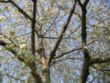 H.I.S.ウィーン支店　～ Wien～-桜