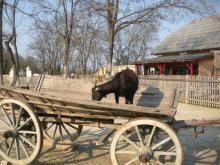 H.I.S.ウィーン支店　～ Wien～-ふれあい動物園