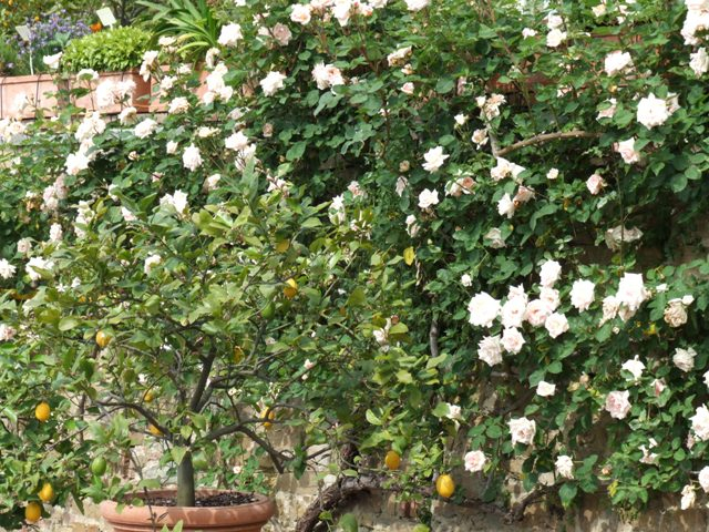 H.I.S.イタリア支店　♪カプチーノ天国♪-giardino delle rose 04