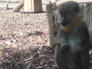 イタリア観光ブログ ローマの動物園 Bioparco