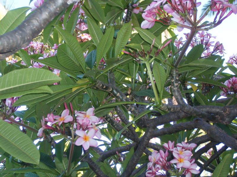 ハワイ観光ブログ プルメリアの花たち