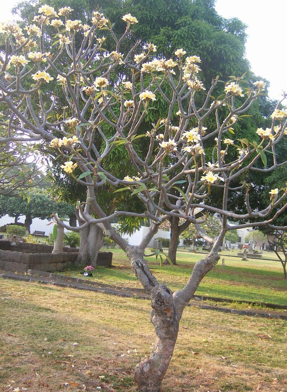 ハワイ観光ブログ プルメリアの花たち