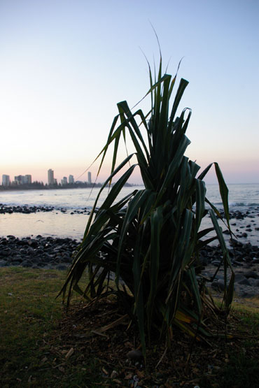 バーレイヘッズ　Burleigh Heads