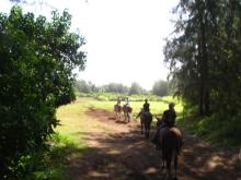 H.I.S. ホノルル支店 ☆ LeaLeaブログ　　　　　　　　　　　　　　　　　　　　　　　ハワイのコネタ♪-horseback riding 17