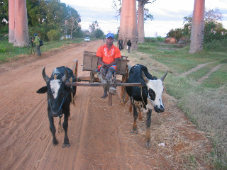山下マヌーの　マヌー式地球の遊び方-牛車も走る