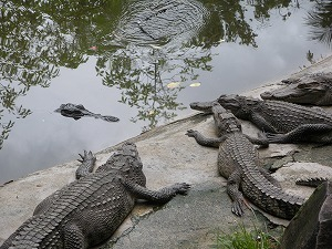 H.I.S.プーケット支店のブログ-PHUKET ZOO