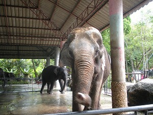 H.I.S.プーケット支店のブログ-PHUKET ZOO