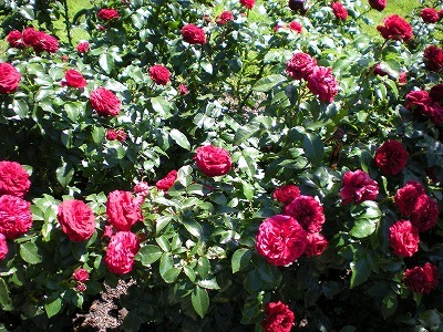 H.I.S.ウィーン支店 ~ Wien~-Mainau8