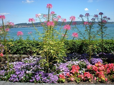 H.I.S.ウィーン支店 ~ Wien~-Mainau18