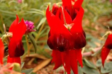 H.I.S.パース支店のＢｌｏｇ-Sturt Desert Pea