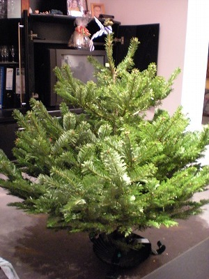 H.I.S.ウィーン支店　～ Wien～-Weihnachtsbaum2