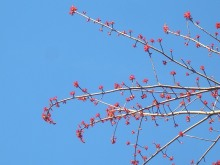 H.I.S.バンクーバー支店-桜
